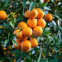 Mandarin Orange dwarf tree seeds for planting in home gardens and containers.
