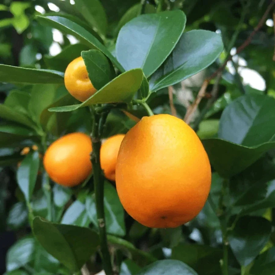 Dwarf Mandarin Orange tree growing in a patio container with ripe citrus fruit.