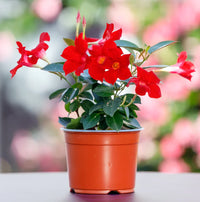 Mandevilla climbing flower seeds suitable for pergolas, fences, and containers.