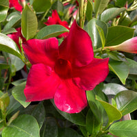 Brazilian Jasmine Mandevilla Sanderi climbing plant with vibrant trumpet-shaped flowers.