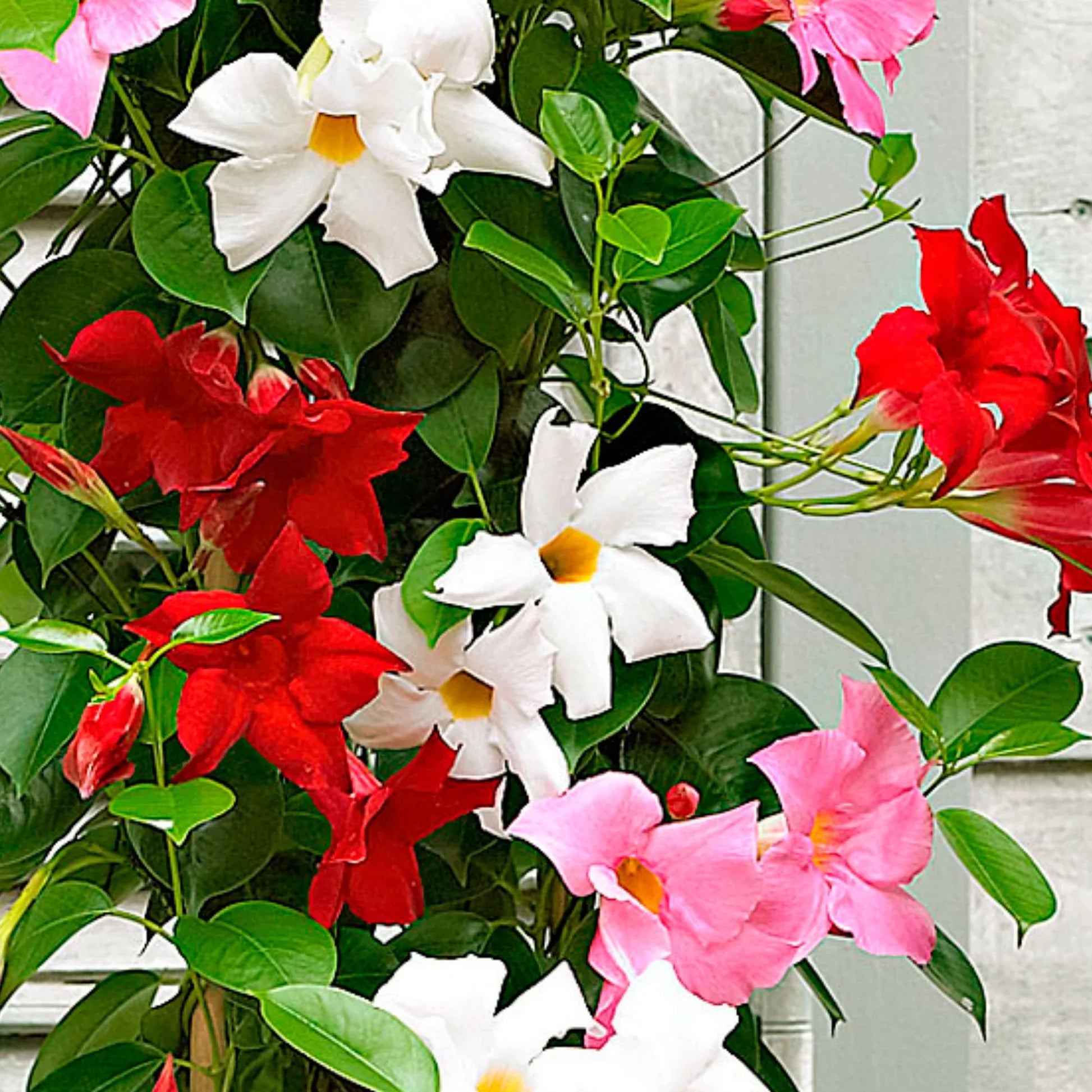 Mandevilla Sanderi flowering vine with colorful fragrant blooms growing in a garden.