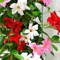 Mandevilla Sanderi flowering vine with colorful fragrant blooms growing in a garden.