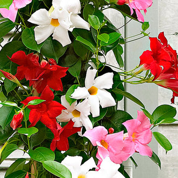 Mandevilla Sanderi flowering vine with colorful fragrant blooms growing in a garden.