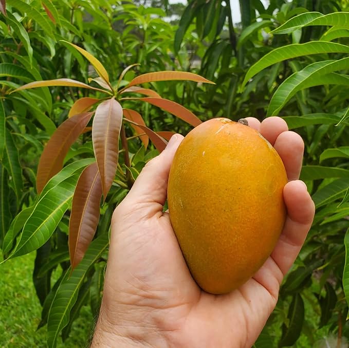 Mango seed germination process showing early sprouting