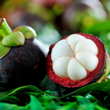 Mangosteen fruit seeds for planting in home gardens and tropical landscapes.