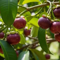 Mangosteen seeds for growing tropical fruit trees in home gardens.