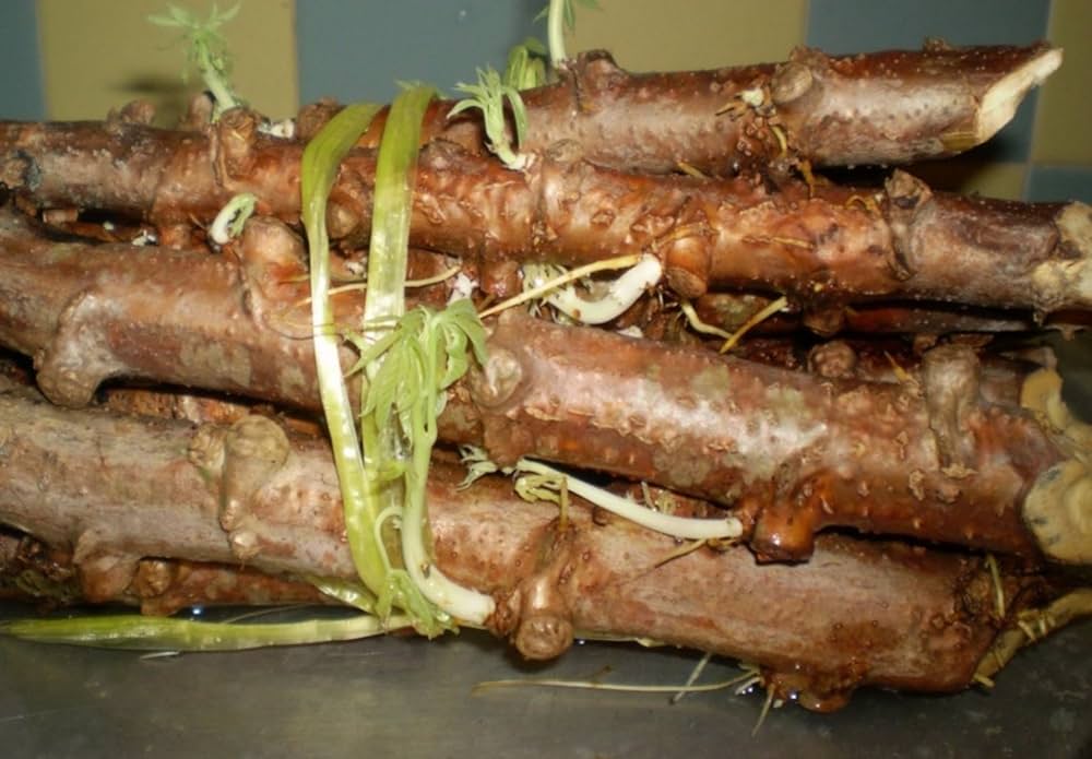 Manihot esculenta seeds suitable for raised beds and large containers.