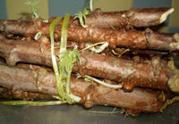 Manihot esculenta seeds suitable for raised beds and large containers.