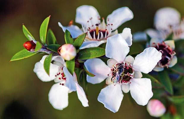 Manuka flower seeds for vibrant garden blooms
