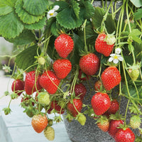 Mara des Bois Strawberry fruit seeds for kitchen gardens and patio planters.