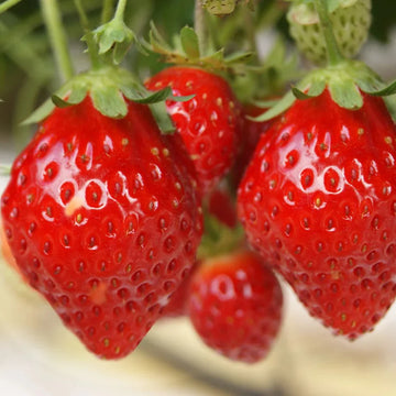 Mara des Bois Strawberry seeds for planting in home gardens and raised beds.