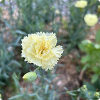 Carnation Dianthus Caryophyllu Flower seeds for Planting Fragrant Blossoms Heirloom & GMO Free Seeds for Home Garden