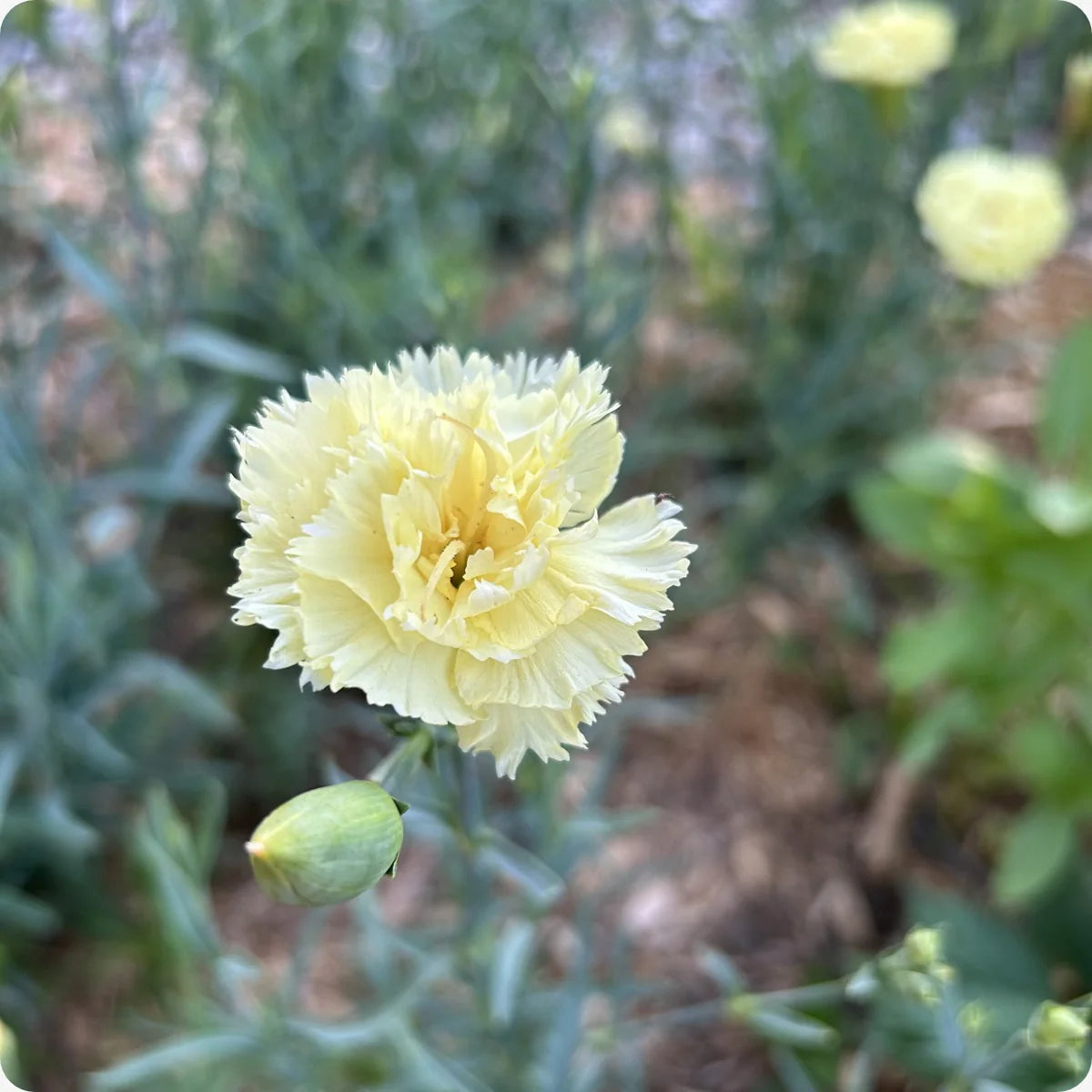 Yellow Caryophyllus Flower seeds for Planting - Long Bloom Season, Heirloom & GMO Free Seeds for Home Garden
