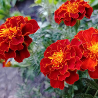 Red Marigold Seeds for Planting - Annual Flower for Bright Borders