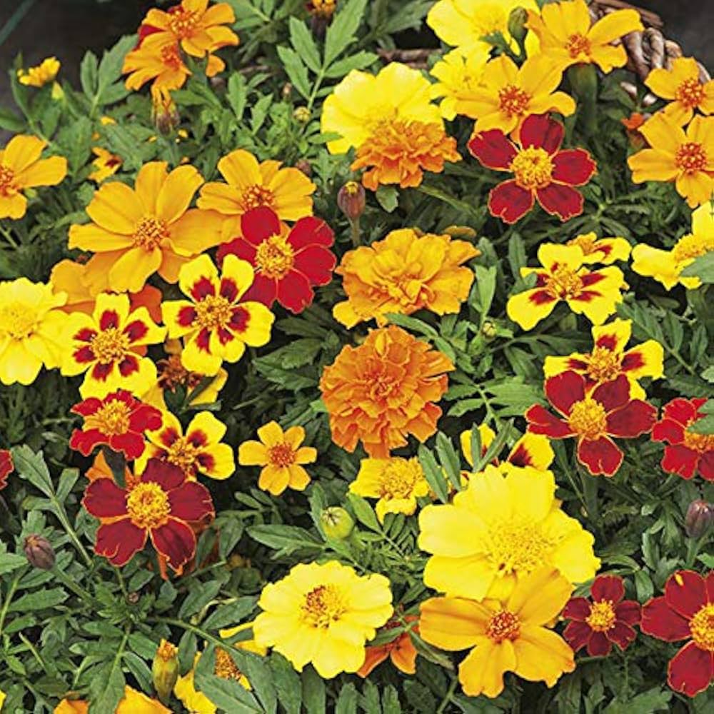 Colorful mixed Marigold flowers blooming in a garden