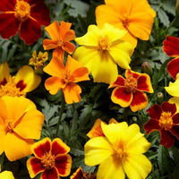Marigold Mix flower seeds for colorful garden planting