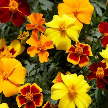 Marigold Mix flower seeds for colorful garden planting