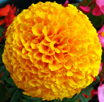 Marigold Flower seeds for Planting Shade Tolerant Heirloom & GMO Free Seeds for Home Garden