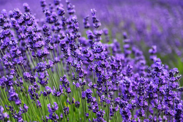 Provence Lavender Flower seeds for Planting Hardy Variety Heirloom & GMO Free Seeds for Home Garden 
 
 Sale