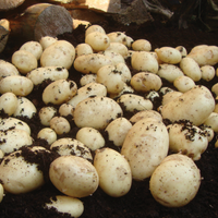 Maris Peer potato plants growing in a home garden