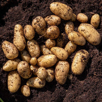 Harvested Maris Peer Second Early potato tubers