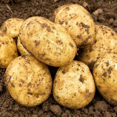 Maris Peer Second Early seed potatoes for garden growing