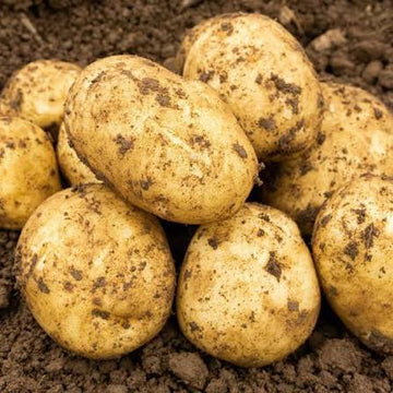 Maris Peer Second Early seed potatoes for garden growing
