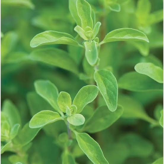 Aromatic Marjoram herb plant suitable for kitchen gardens and raised beds