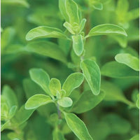 Aromatic Marjoram herb plant suitable for kitchen gardens and raised beds