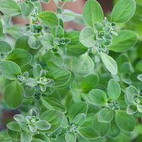 Marjoram herb seeds for planting in home gardens and containers