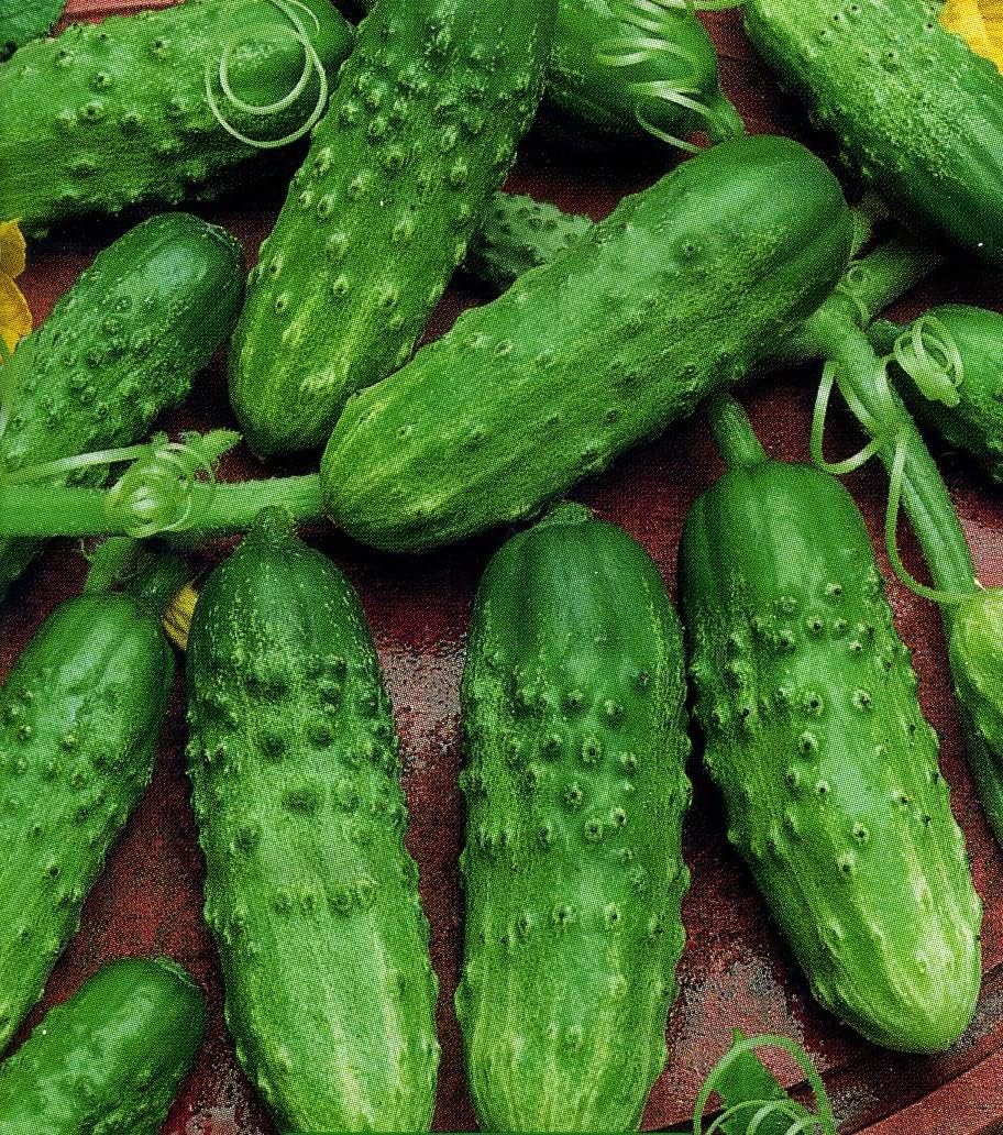 Market F1 hybrid cucumber plants growing in a healthy home garden.