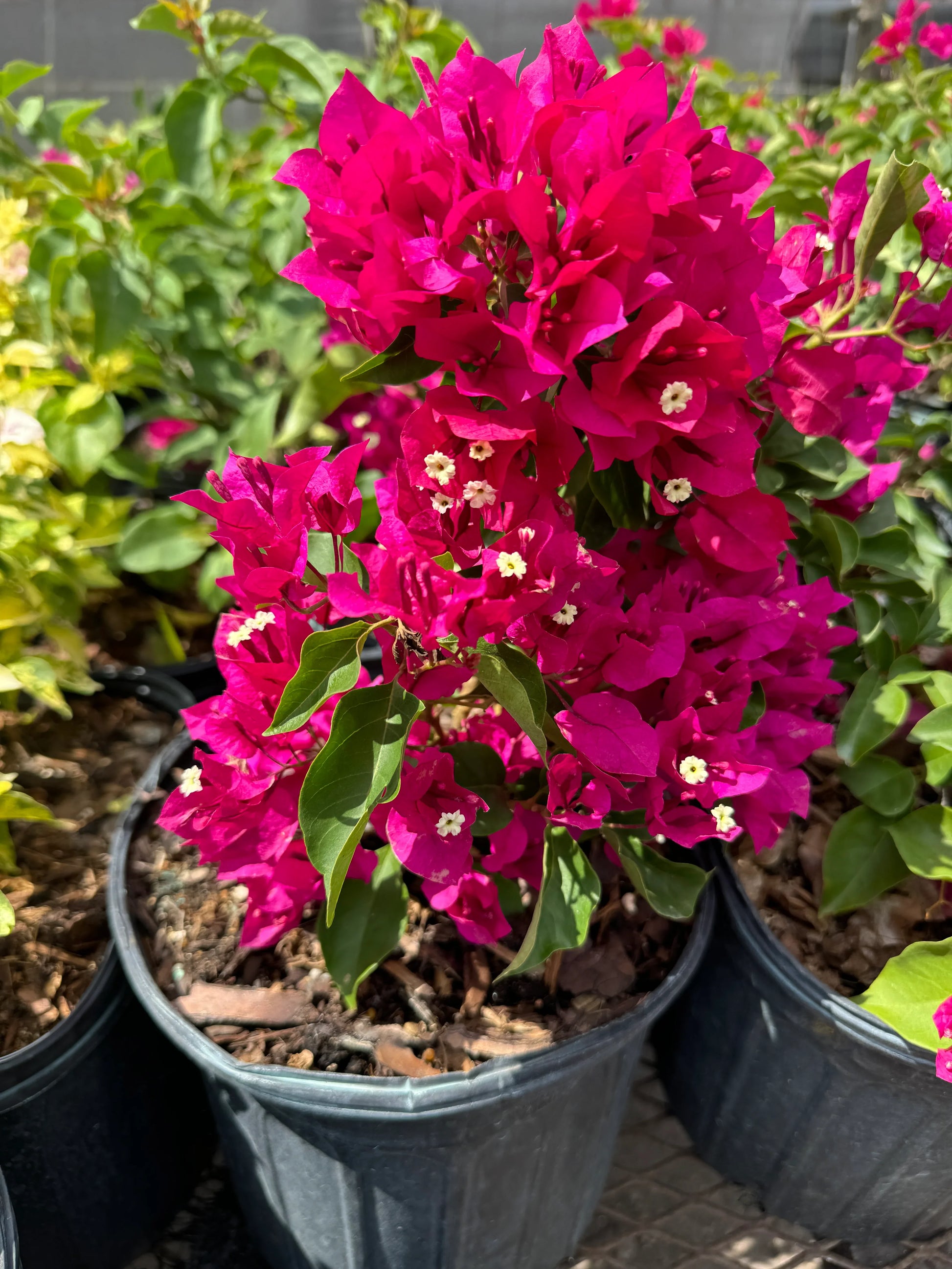 Maroon Bougainvillea seeds suitable for trellises, pergolas, and containers.