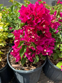 Maroon Bougainvillea seeds suitable for trellises, pergolas, and containers.