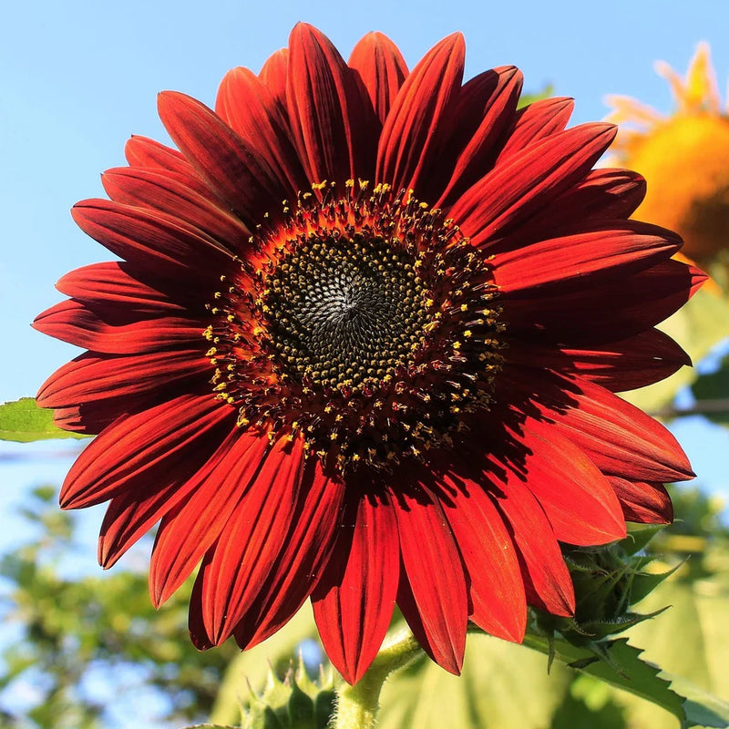 Maroon sunflower flowers growing in a garden