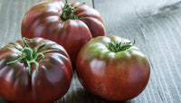 Harvest-ready Maroon Tomatoes from seeds