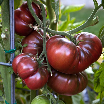 Maroon Tomato seeds for home garden planting, non-GMO