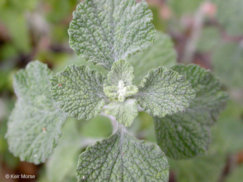 Marrubium vulgare foliage growing in full sun