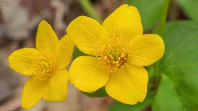 100 Pcs
