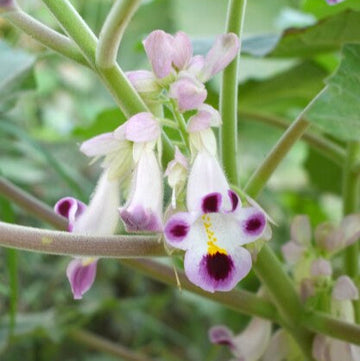 Purple White Tiger Claw Flower seeds for Planting - Cut Flower Favorite, Heirloom & GMO Free Seeds for Home Garden
 
 Sale for planting in home garden