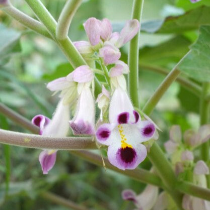 Purple White Tiger Claw Flower seeds for Planting - Cut Flower Favorite, Heirloom & GMO Free Seeds for Home Garden
 
 Sale for planting in home garden