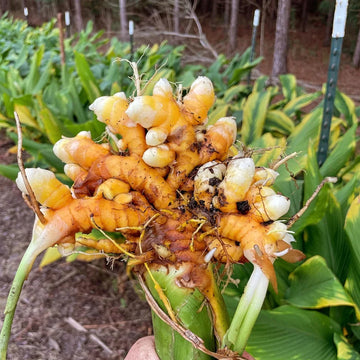 Fresh turmeric root ready for planting in a home garden.