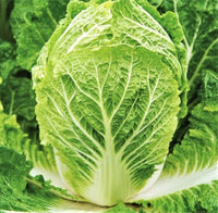 Chinese Cabbage Seeds for Home Garden, Raised Beds, Containers & Outdoor Vegetable Growing