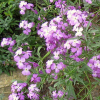 Matthiola Bicornis Flower seeds for Planting - Compact Growth, Heirloom & GMO Free Seeds for Home Garden