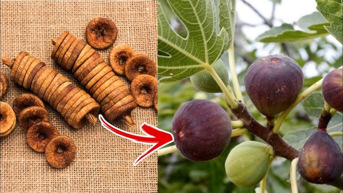 Mature fig tree with ripe figs growing
