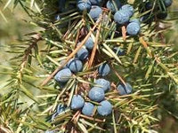 Mature evergreen juniper hedge in a home landscape