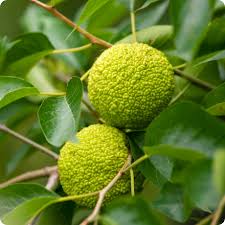 Mature Osage Orange tree in home landscape