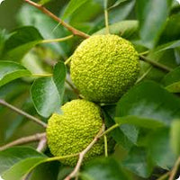 Mature Osage Orange tree in home landscape