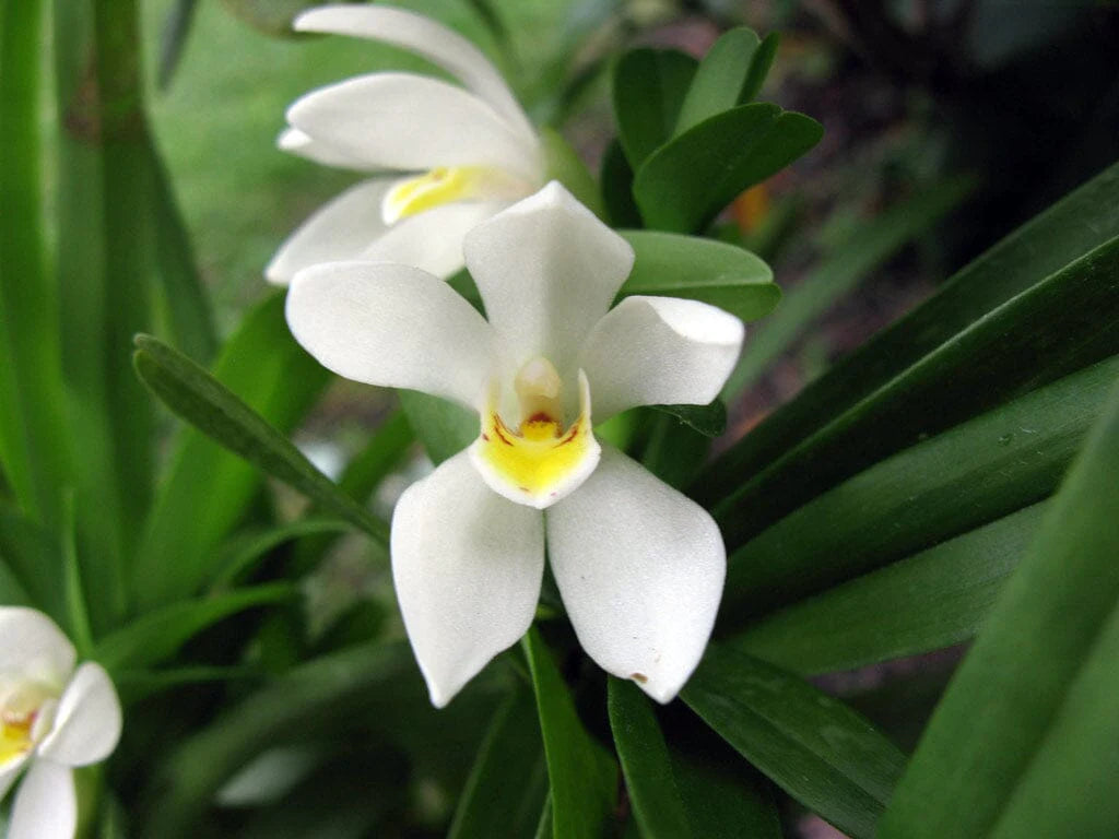 White Mix Cymbidium Maxillaria Flower Seeds for Planting Sun Loving Heirloom & GMO Free Seeds for Home Garden
 
 Sale