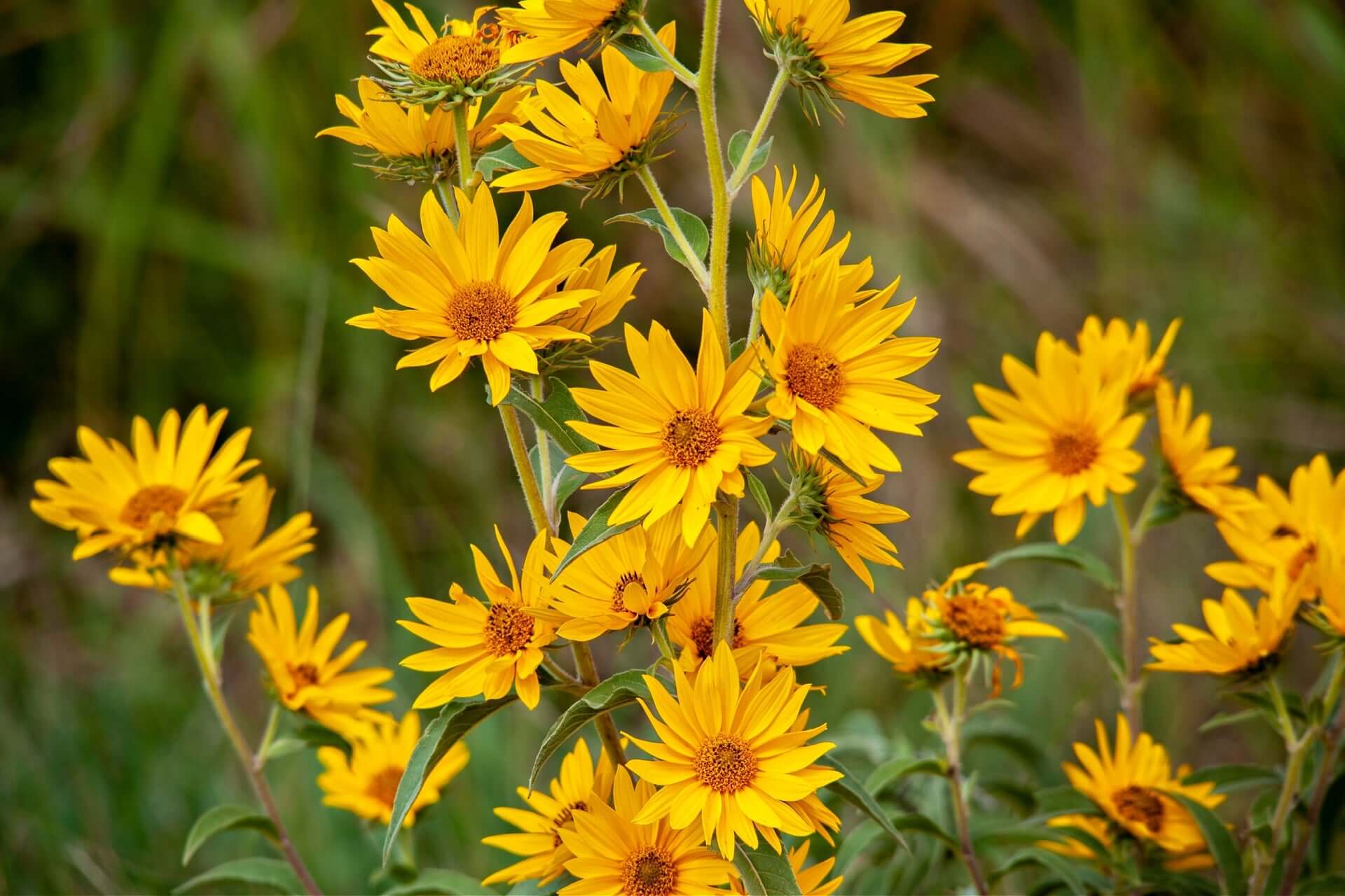 Maximilian sunflower blooming in a home garden landscape