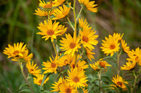 Maximilian sunflower blooming in a home garden landscape